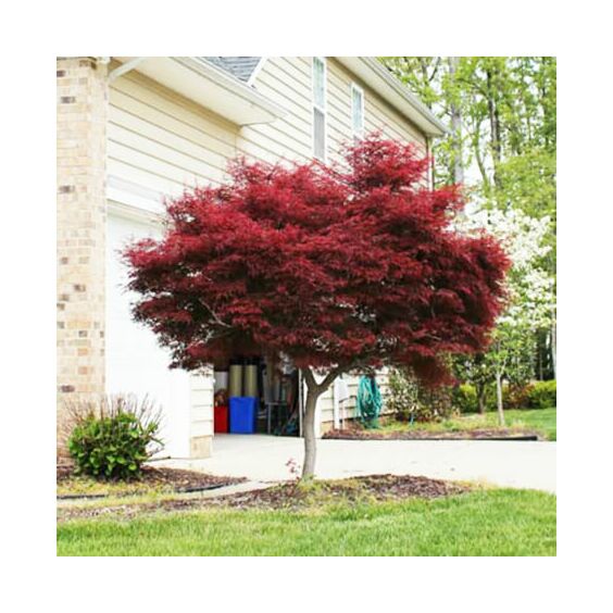 Bloodgood Japanese Maple