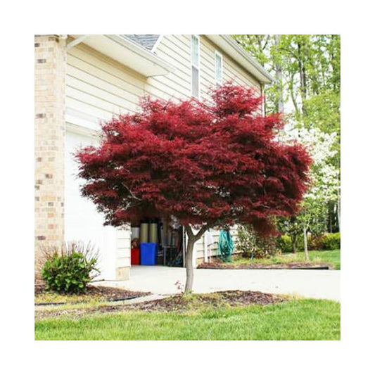 Bloodgood Japanese Maple