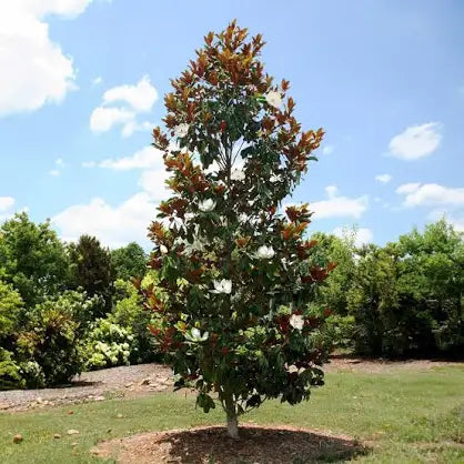 Little Gem Magnolia